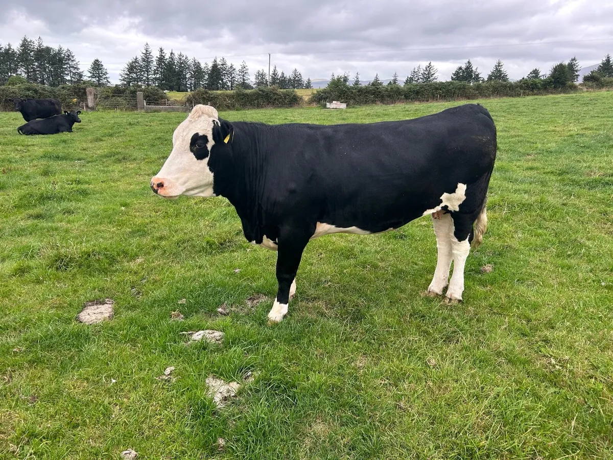 Suckler heifer - Image 1