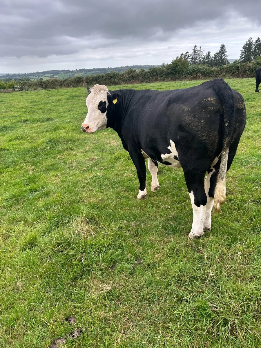 Suckler heifer - Image 2