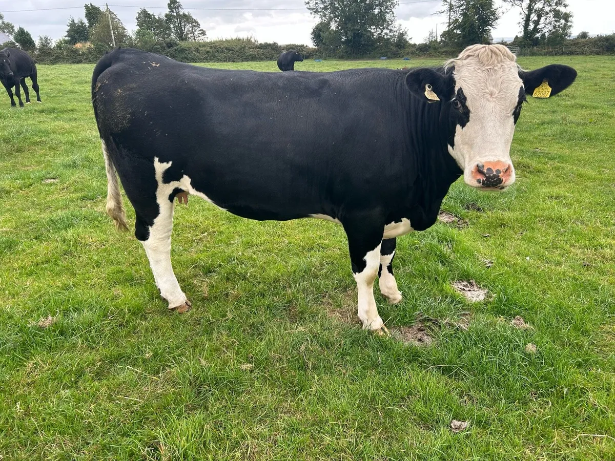 Suckler heifer - Image 3