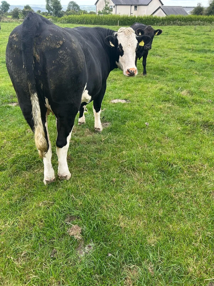 Suckler heifer - Image 4