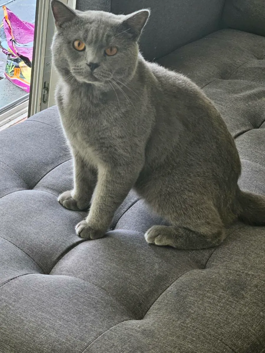 Brithsh short cat  no time waster - Image 1