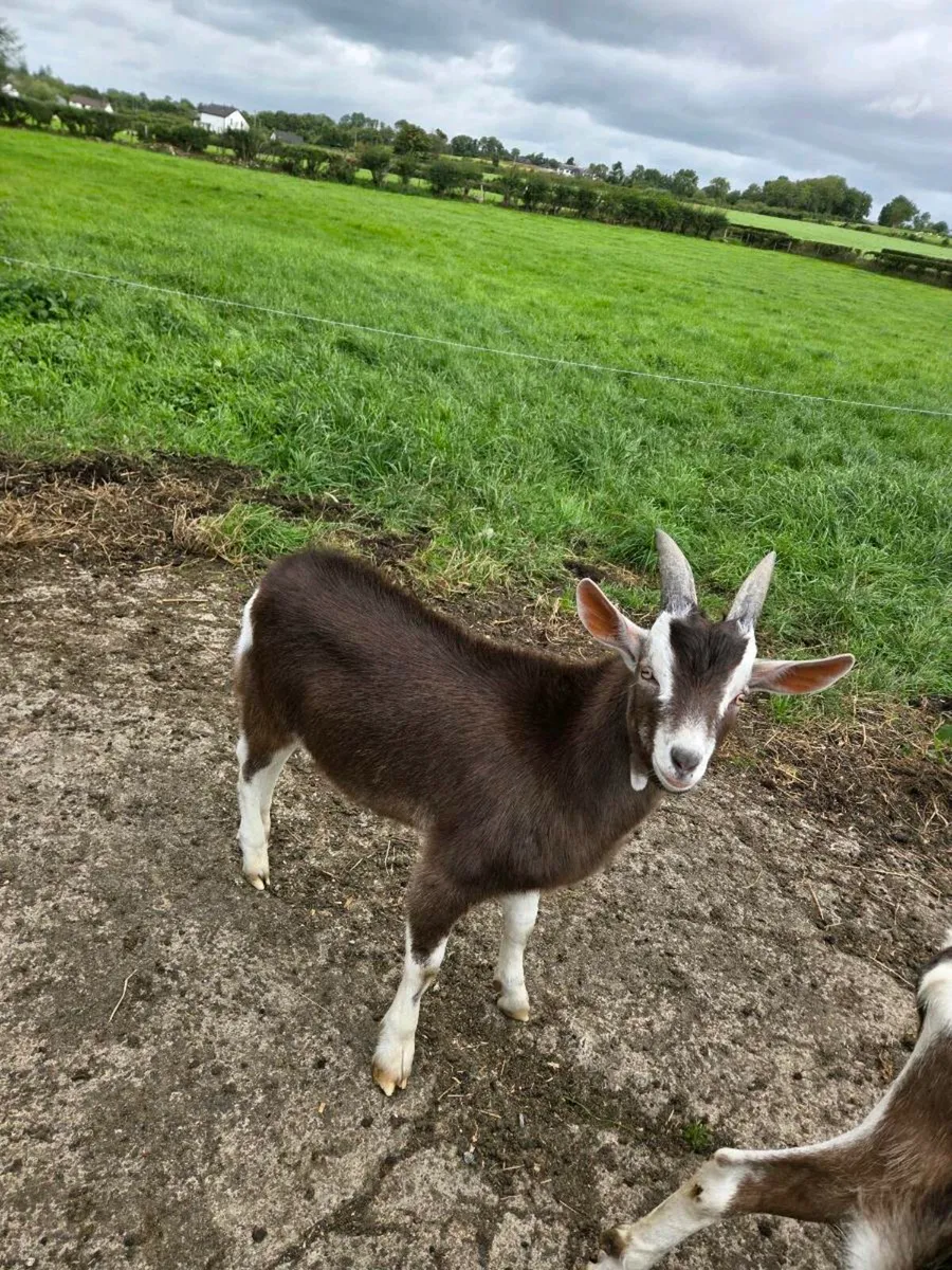 Kid buck goats - Image 1