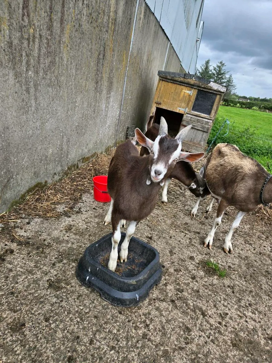 Kid buck goats - Image 3