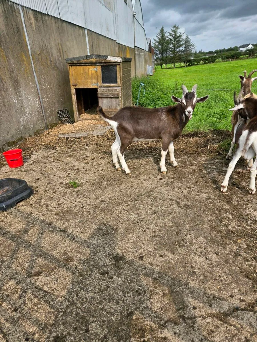 Kid buck goats - Image 4