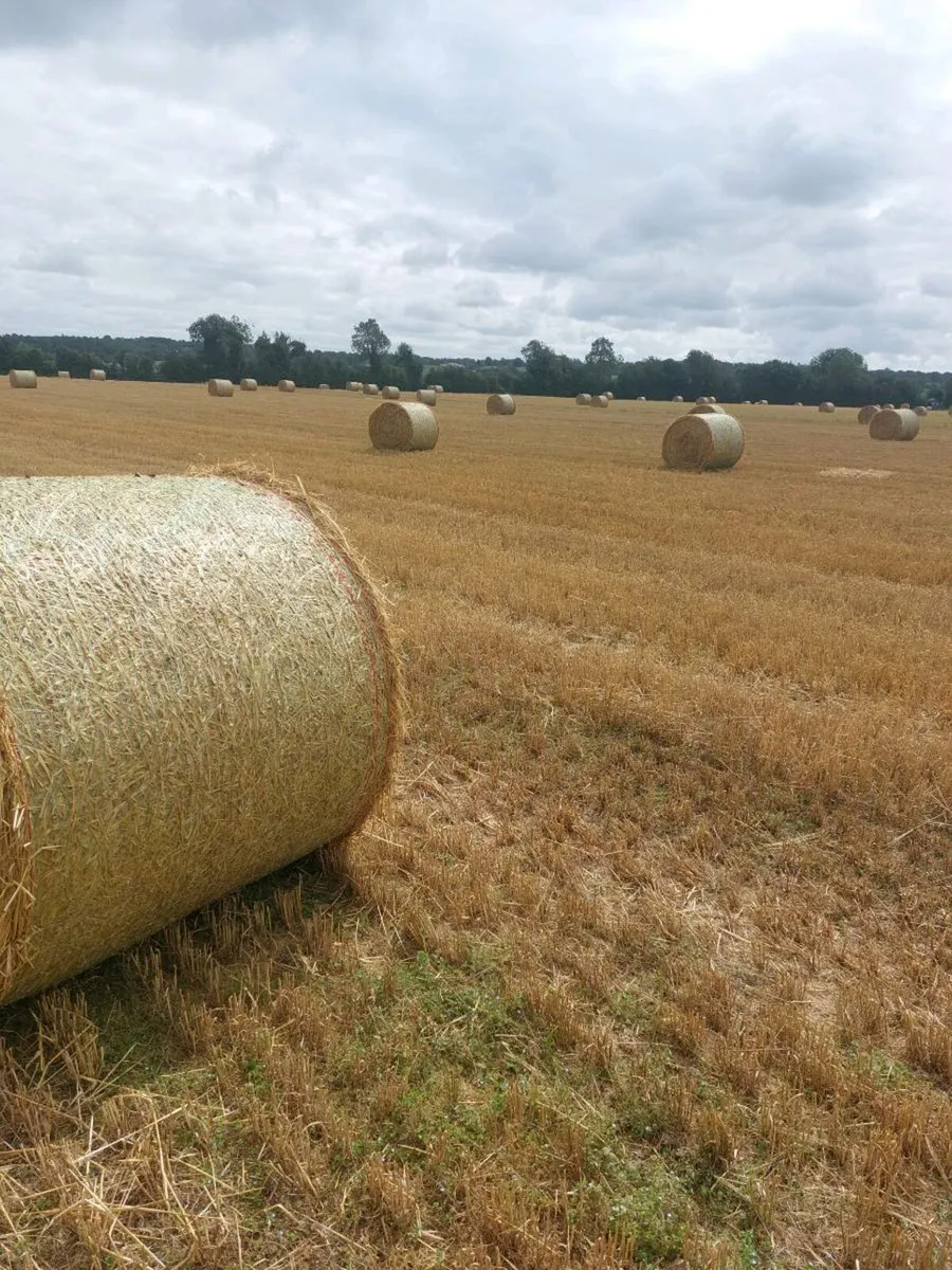 Barley Straw - Image 1