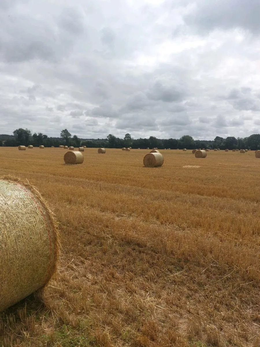 Barley Straw - Image 2