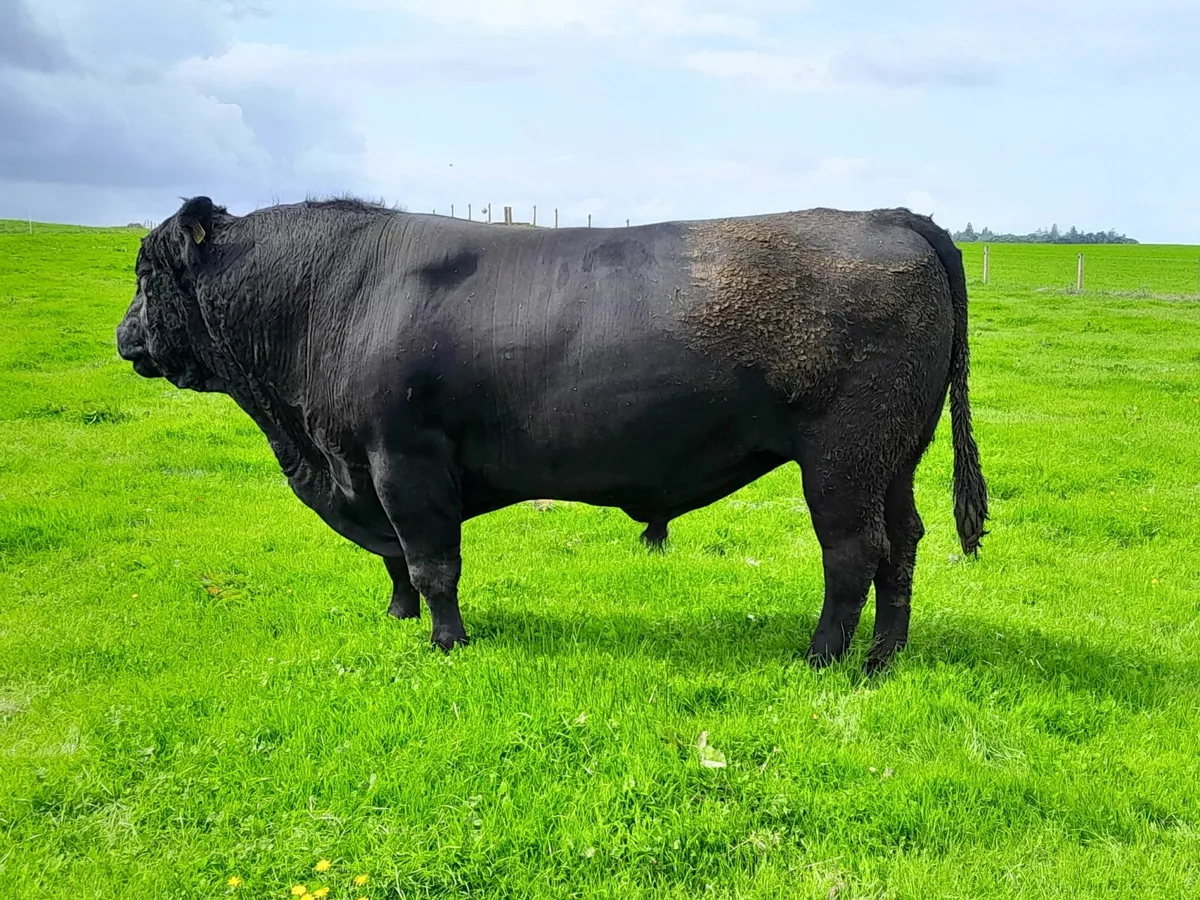 AA bull - Image 3