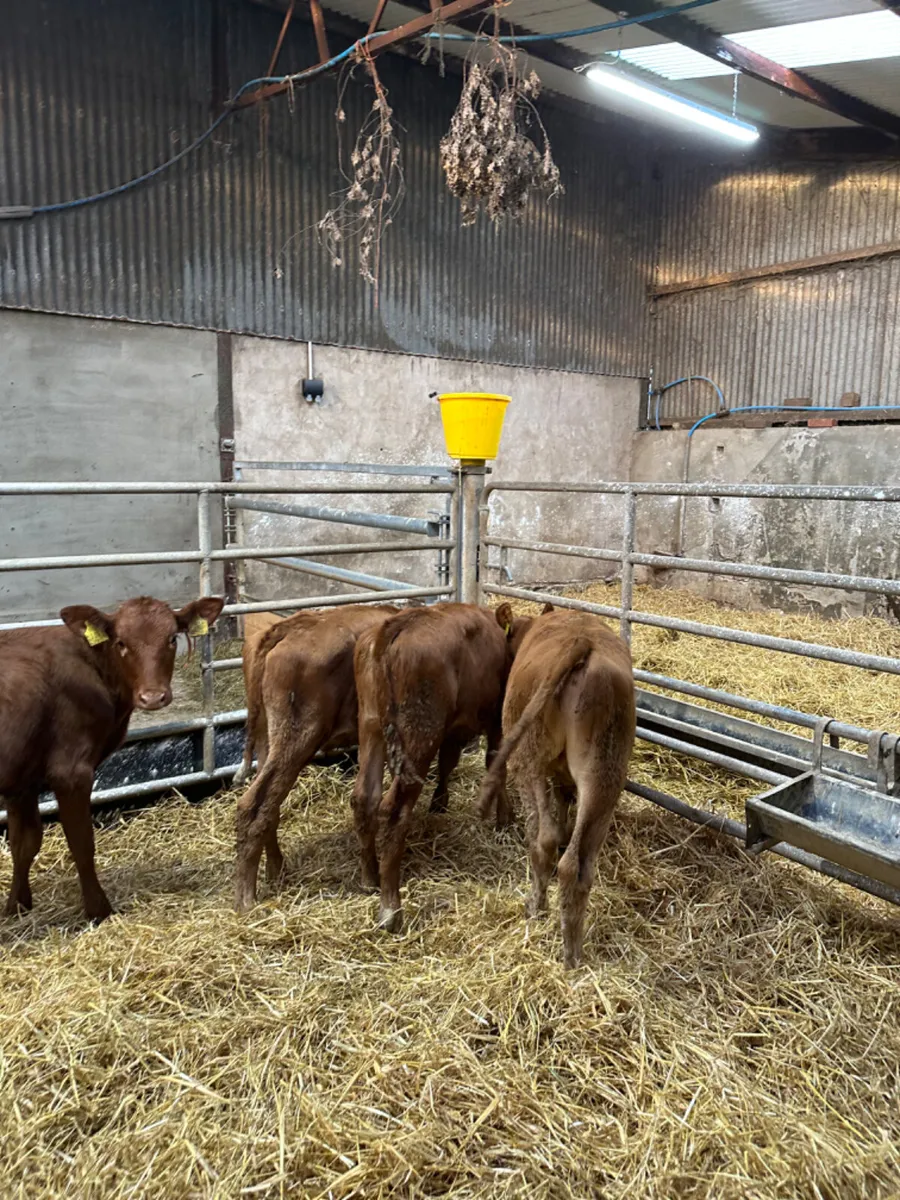 Lim bulls and heifers - Image 4