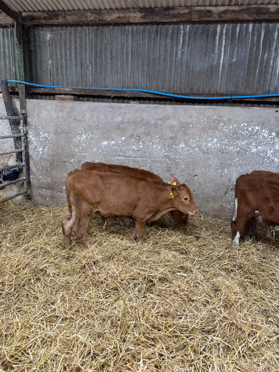 Lim bulls and heifers - Image 1