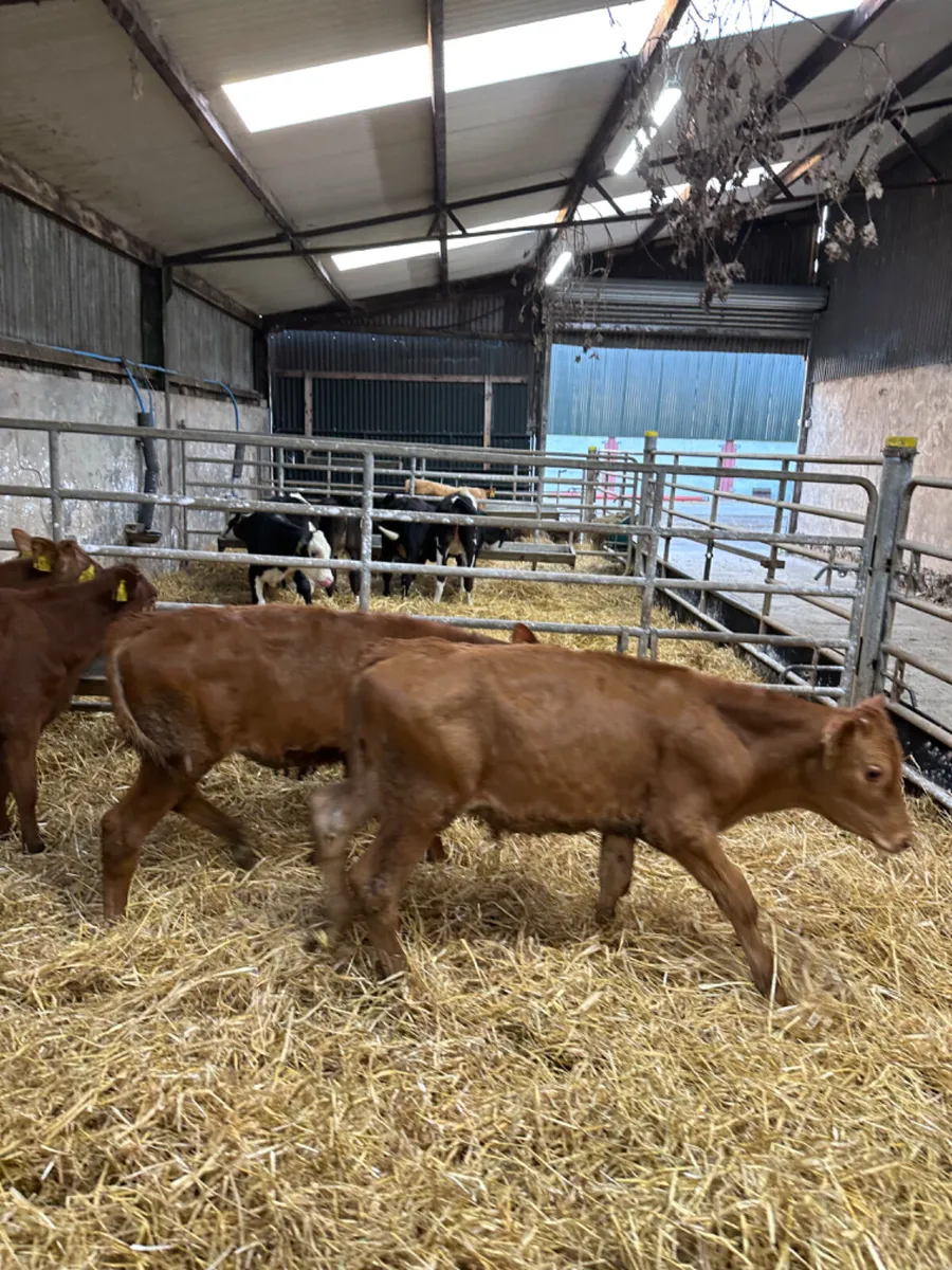 Lim bulls and heifers - Image 3