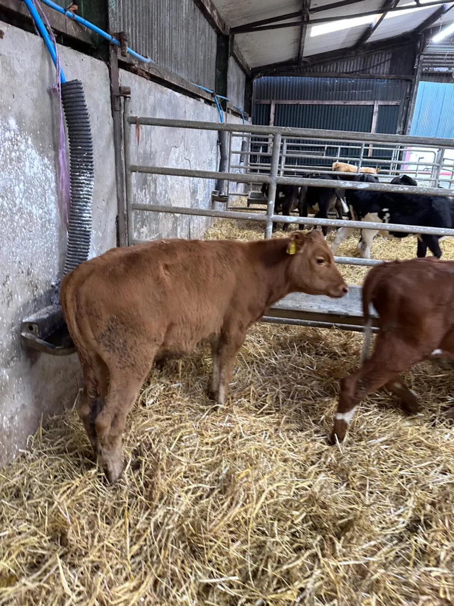Lim bulls and heifers - Image 2