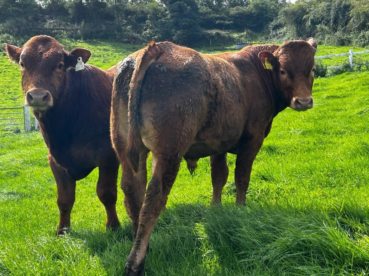 Two Super Limousin Bull Weanlings - Image 1