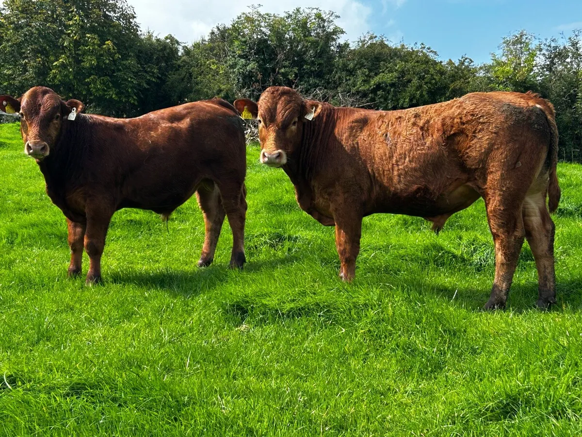 Two Super Limousin Bull Weanlings - Image 2