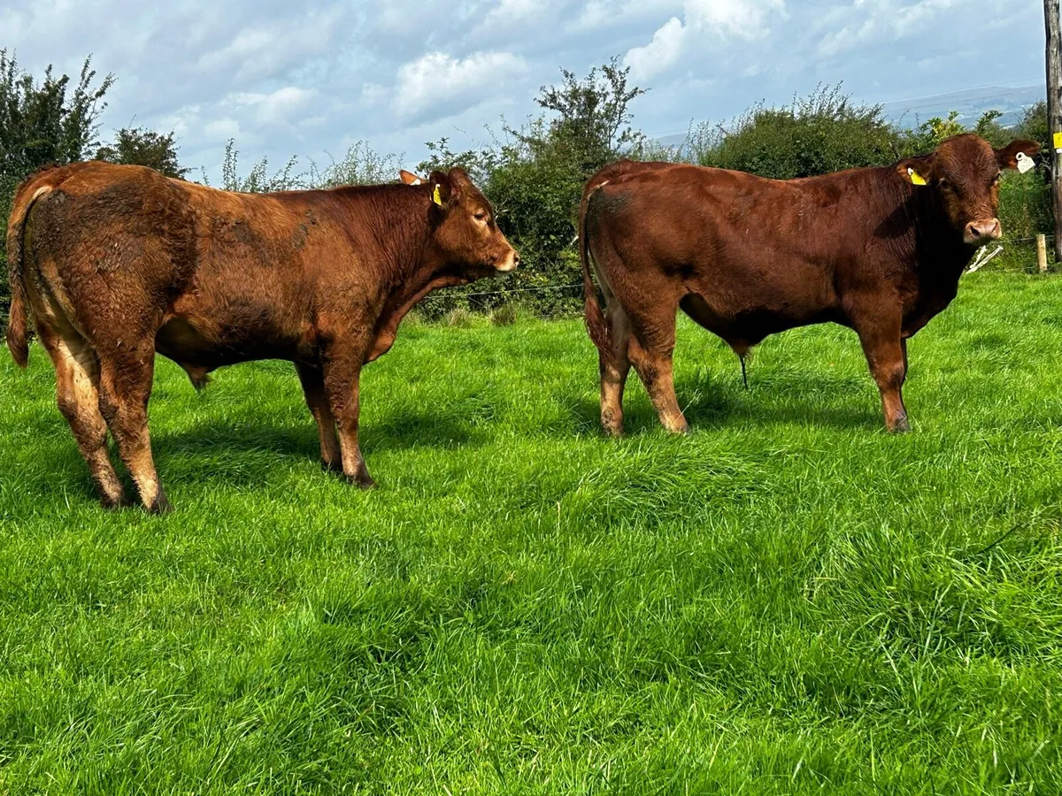 Two Super Limousin Bull Weanlings - Image 3