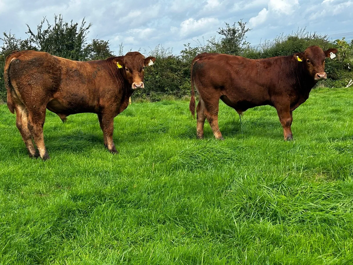 Two Super Limousin Bull Weanlings - Image 4