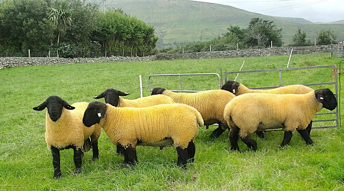 Suffolk  Rams Tomorrow SATURDAY 9TH ROSCOMMON - Image 3