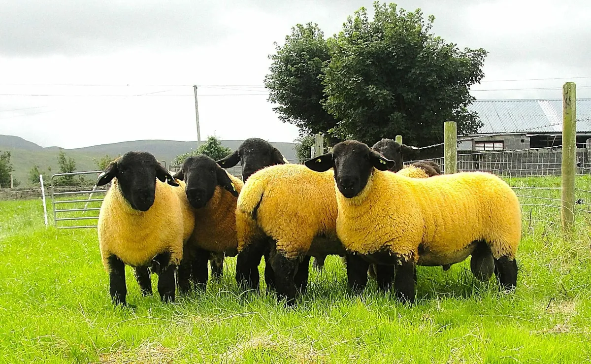 Suffolk  Rams Tomorrow SATURDAY 9TH ROSCOMMON - Image 1