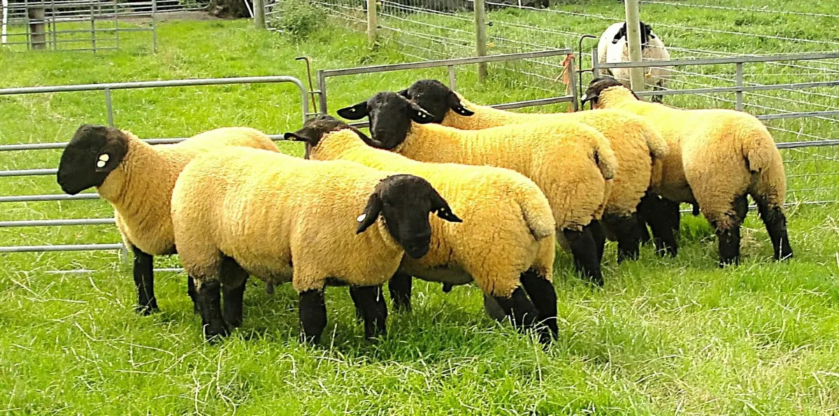 Suffolk  Rams Tomorrow SATURDAY 9TH ROSCOMMON - Image 2