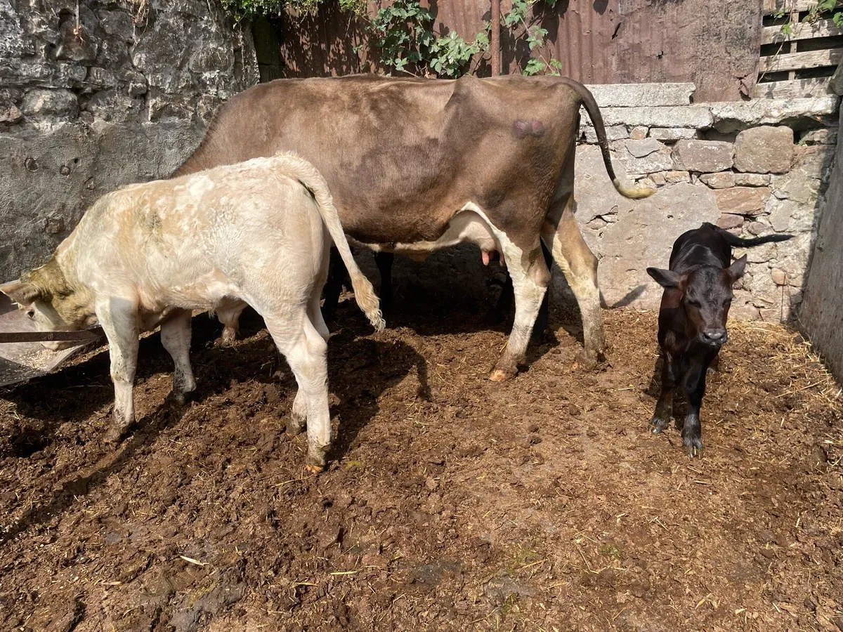 Livestock - Image 1