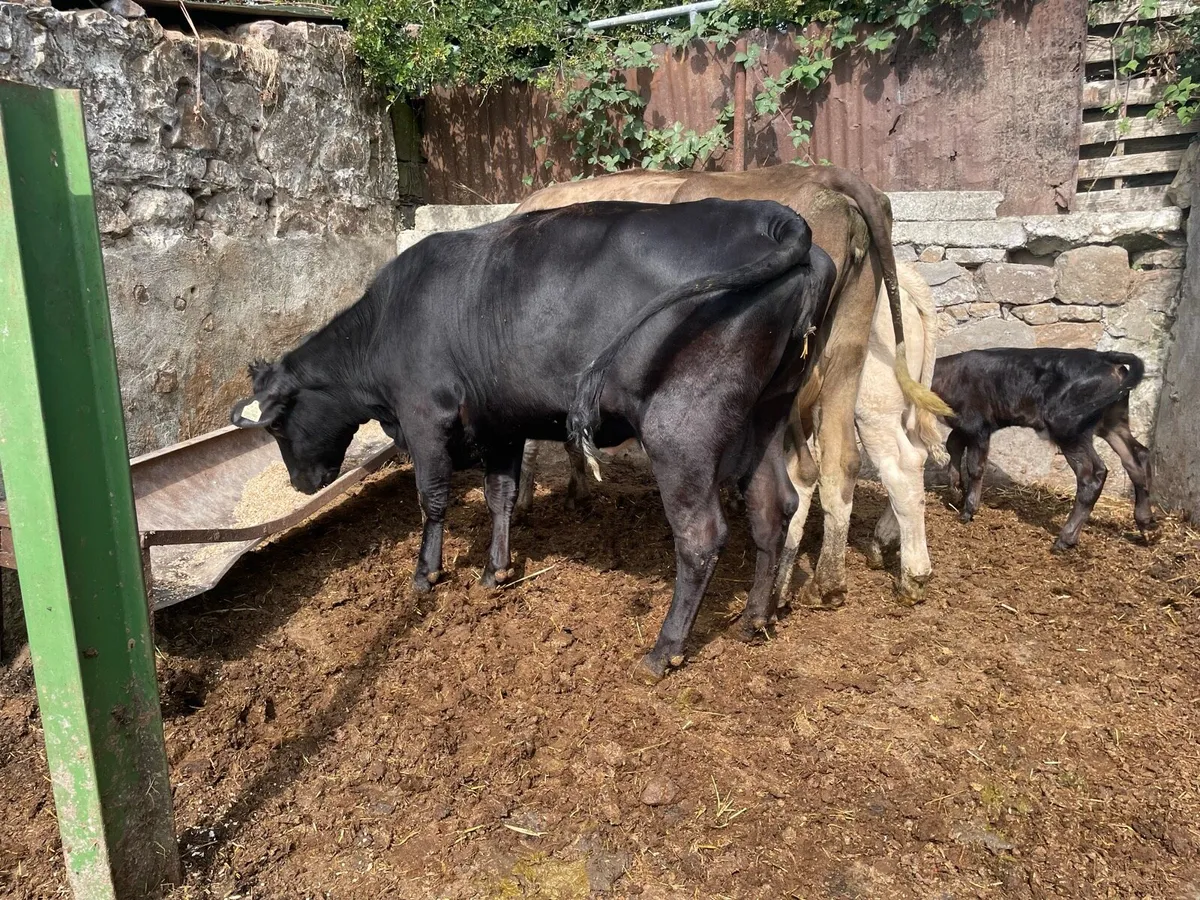 Livestock - Image 2