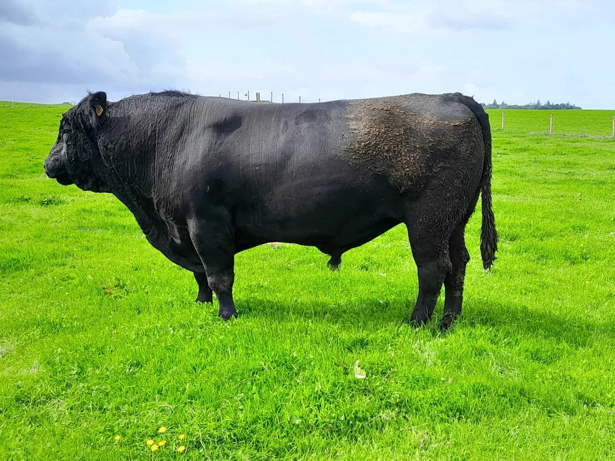 AA bull - Image 1