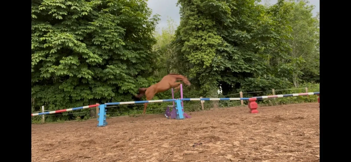 Horses - Image 1