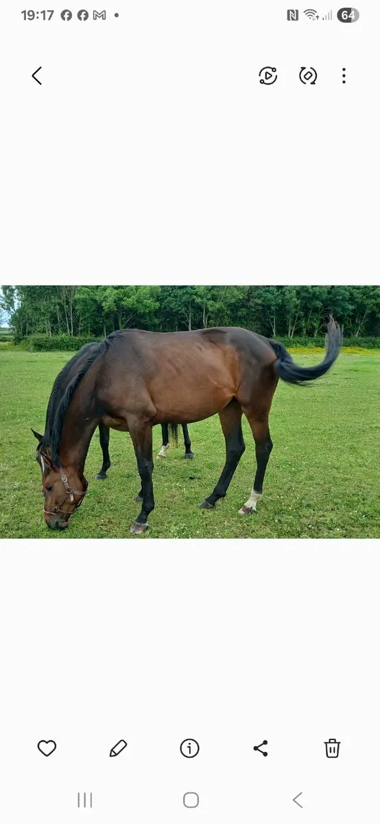 Horses - Image 3