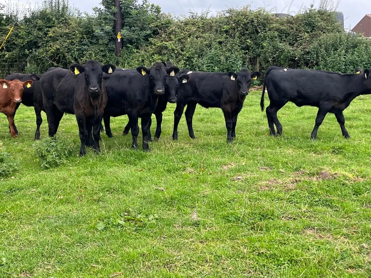 12 super 250 kg Angus weanling heifers - Image 1
