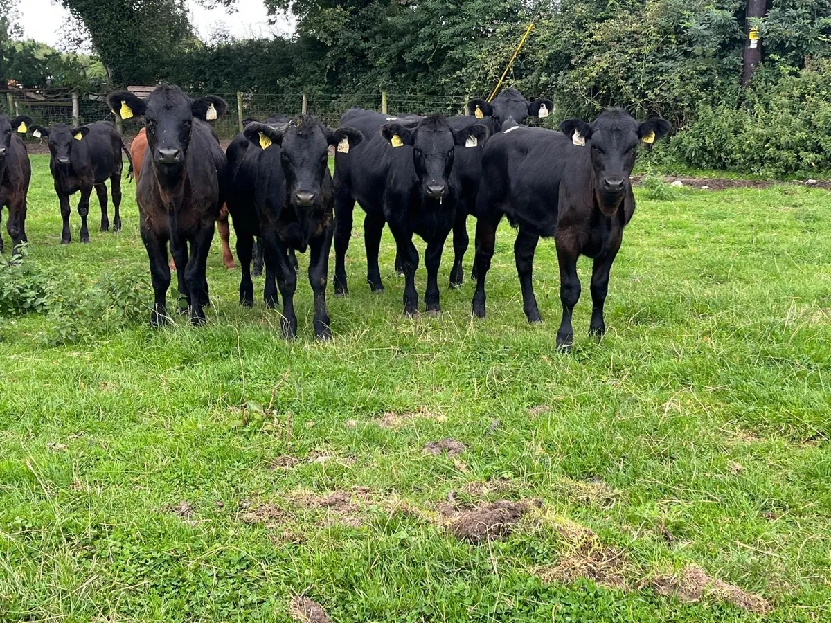 12 super 250 kg Angus weanling heifers - Image 2
