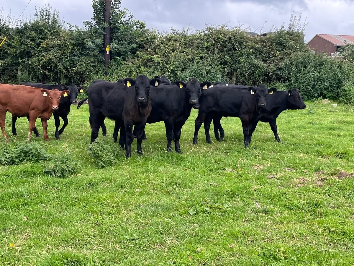 12 super 250 kg Angus weanling heifers - Image 3