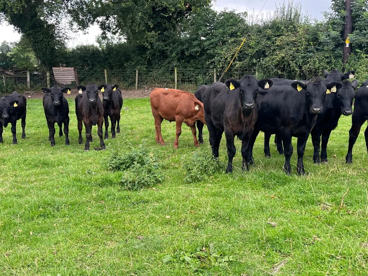 12 super 250 kg Angus weanling heifers - Image 4