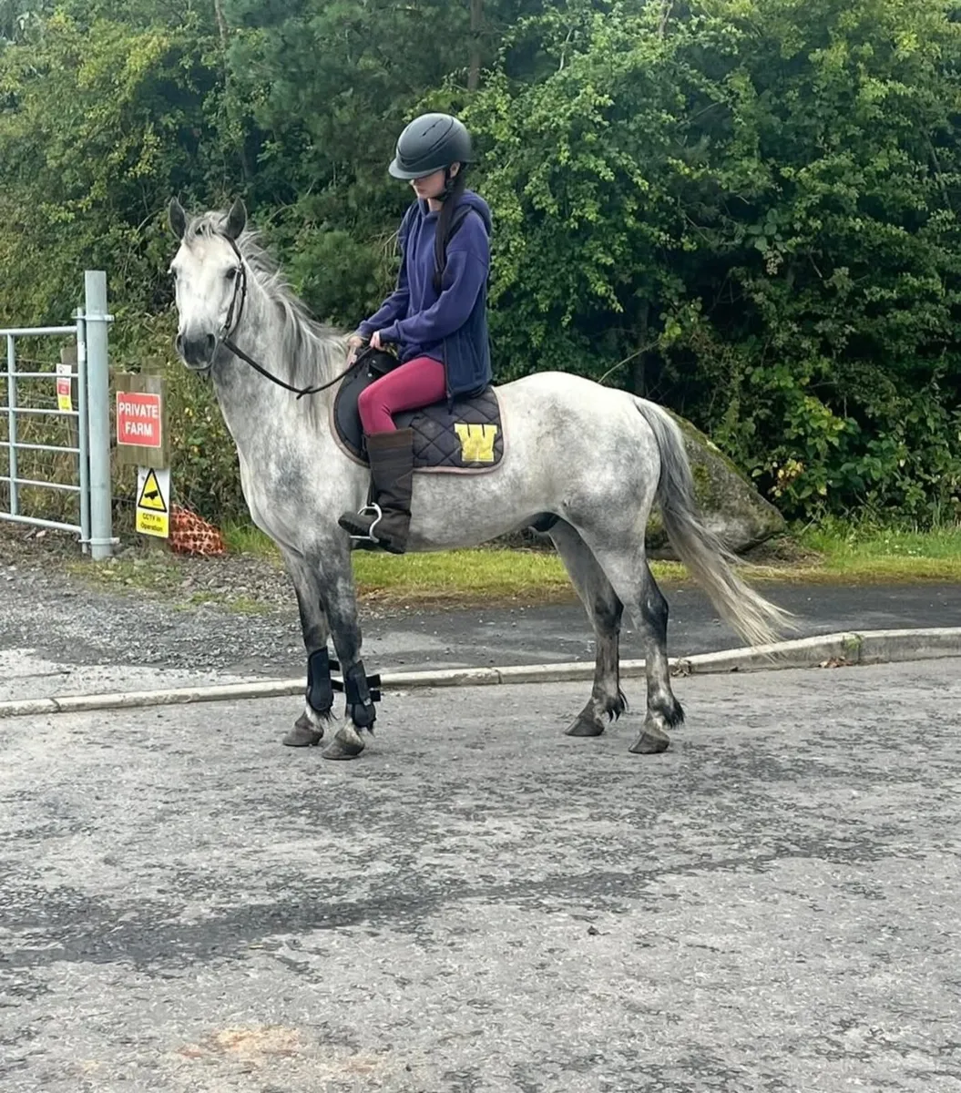 7 year old grey gelding pony