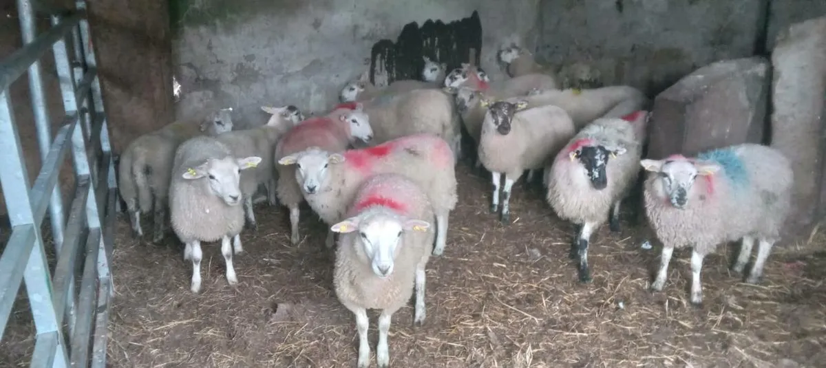 95 ewe sheep - Image 1