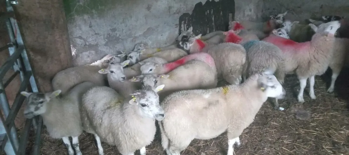95 ewe sheep - Image 2
