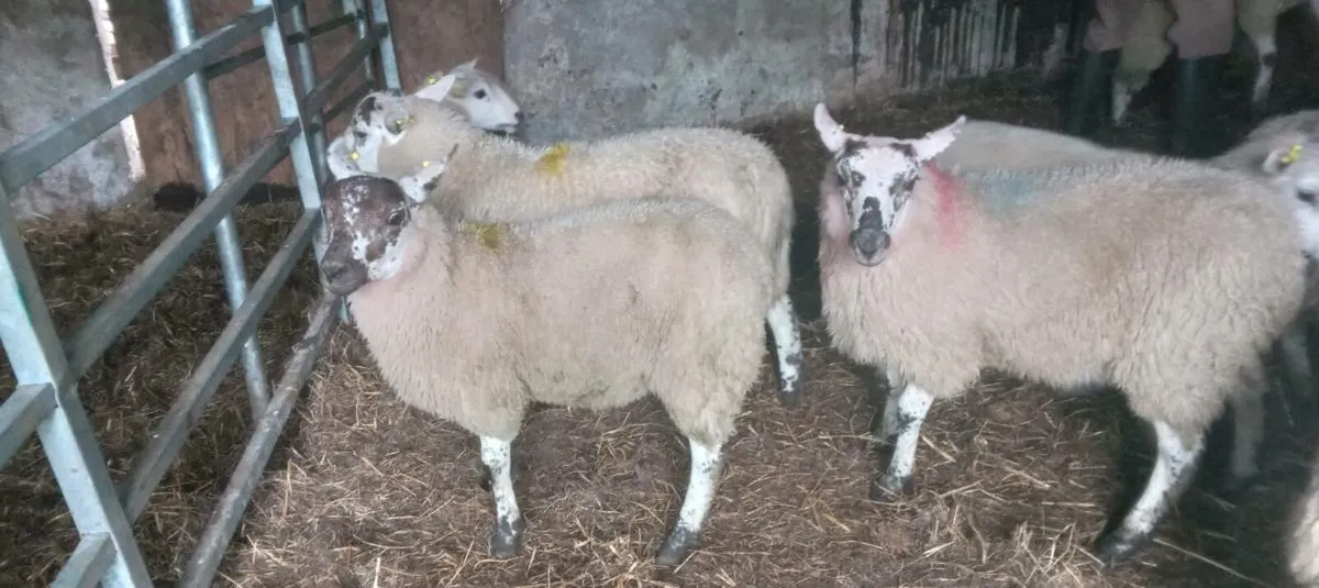 95 ewe sheep - Image 3