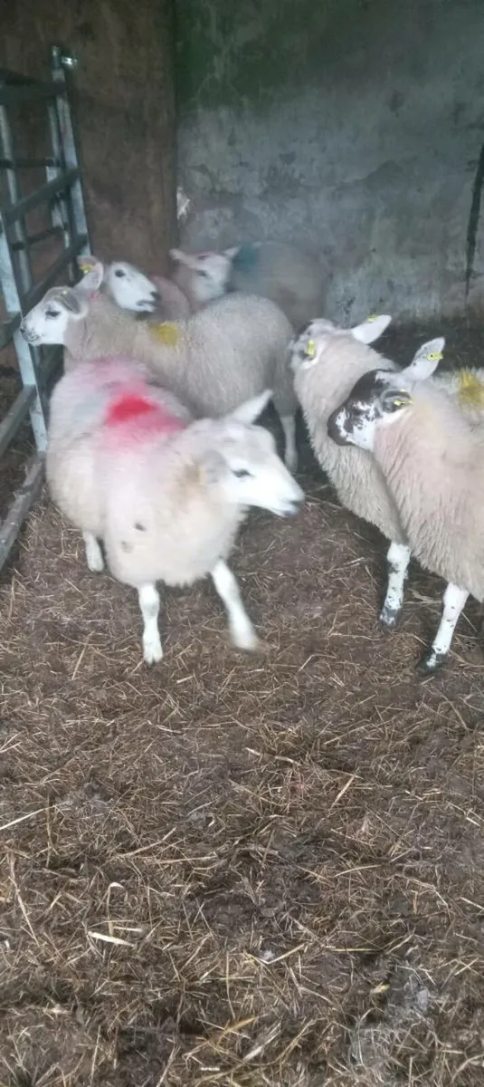 95 ewe sheep - Image 4