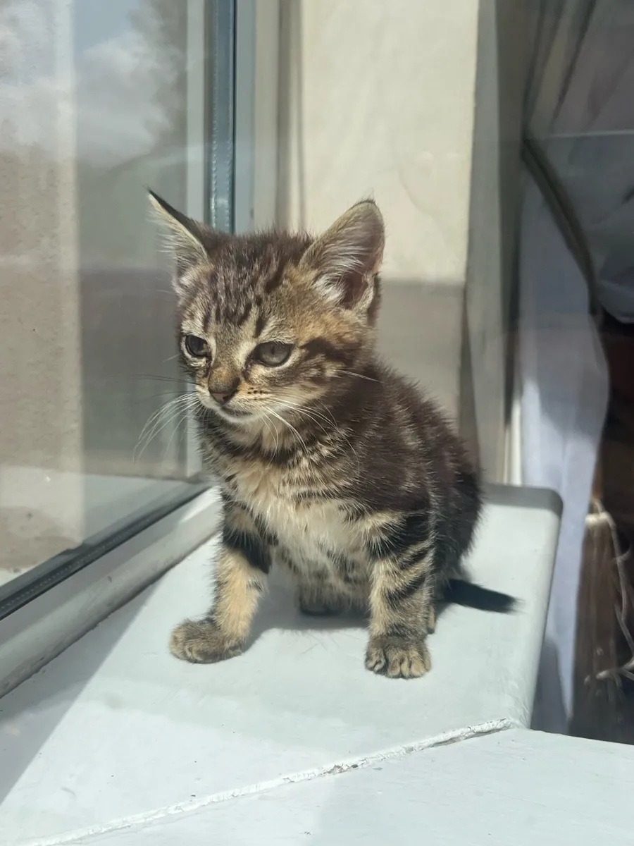 Maincoon & tabby kittens - Image 2