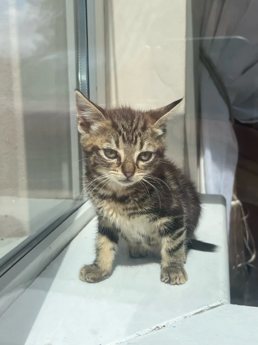 Maincoon & tabby kittens - Image 3