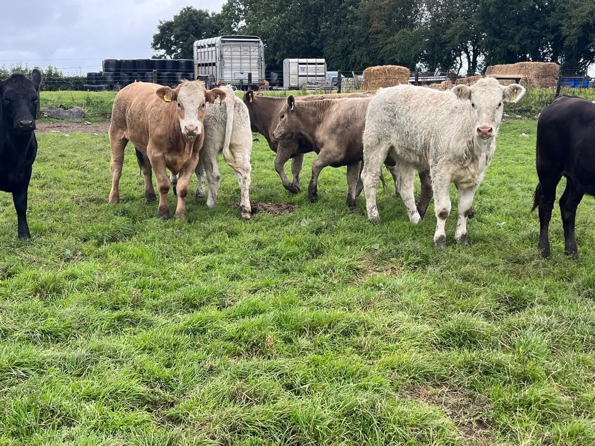 7 super  continental weanling heifers - Image 1