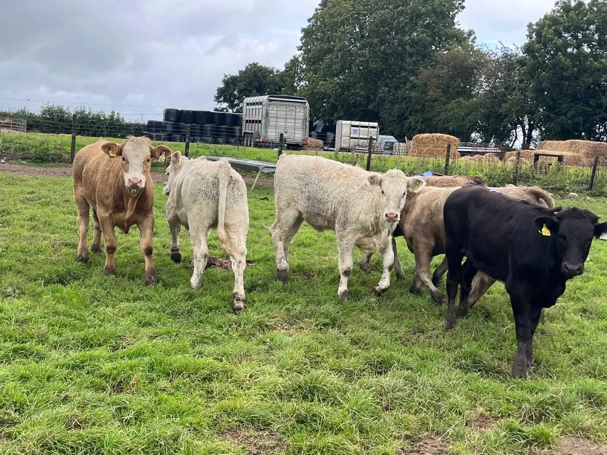 7 super  continental weanling heifers - Image 3
