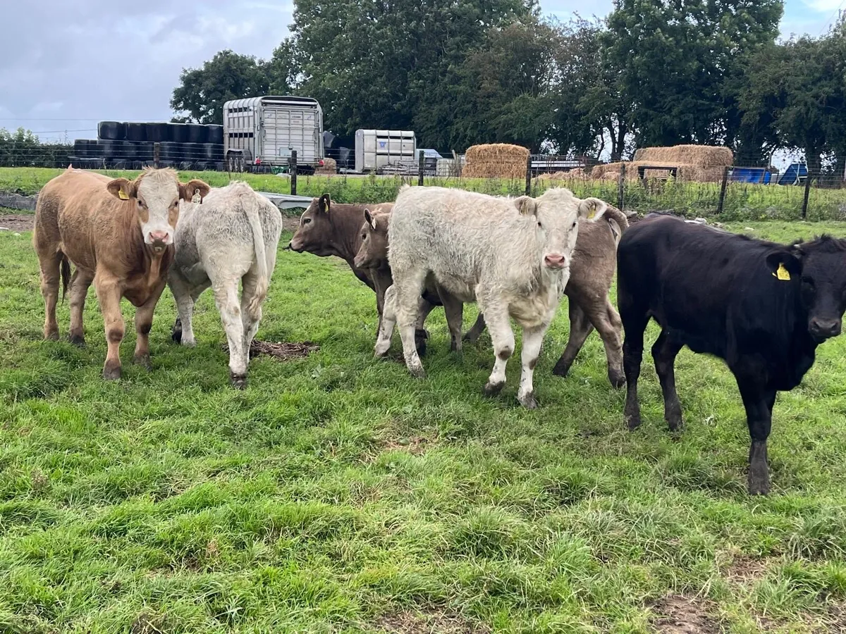 7 super  continental weanling heifers - Image 4