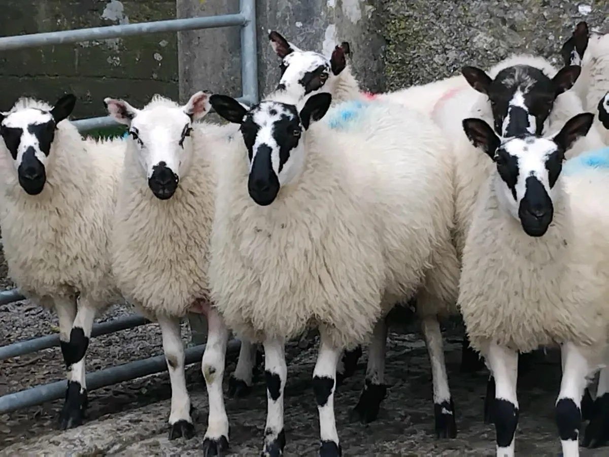 20 Super Ewe Lambs - Image 1