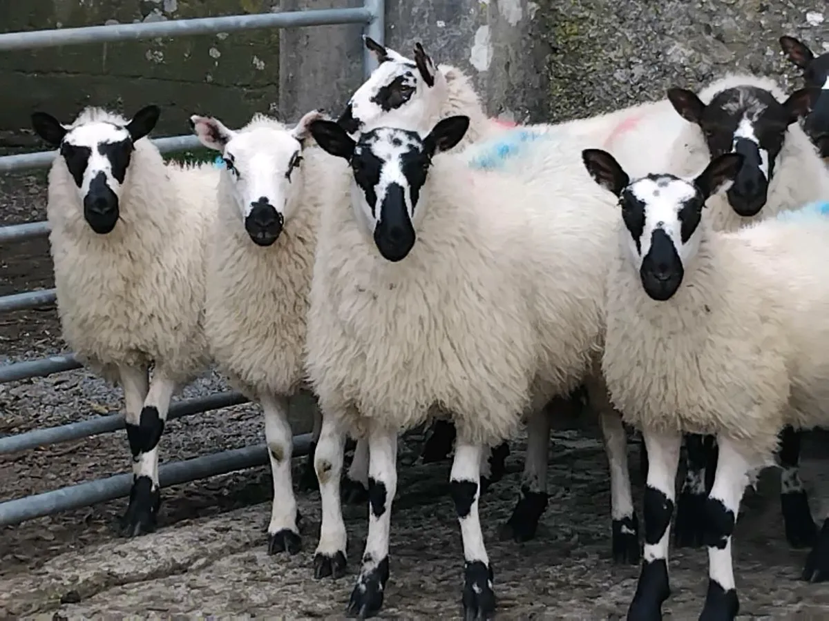 20 Super Ewe Lambs - Image 3