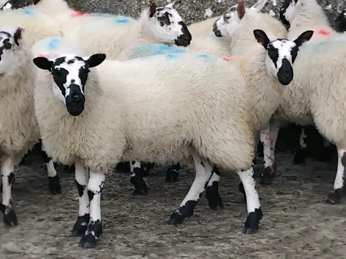 20 Super Ewe Lambs - Image 4