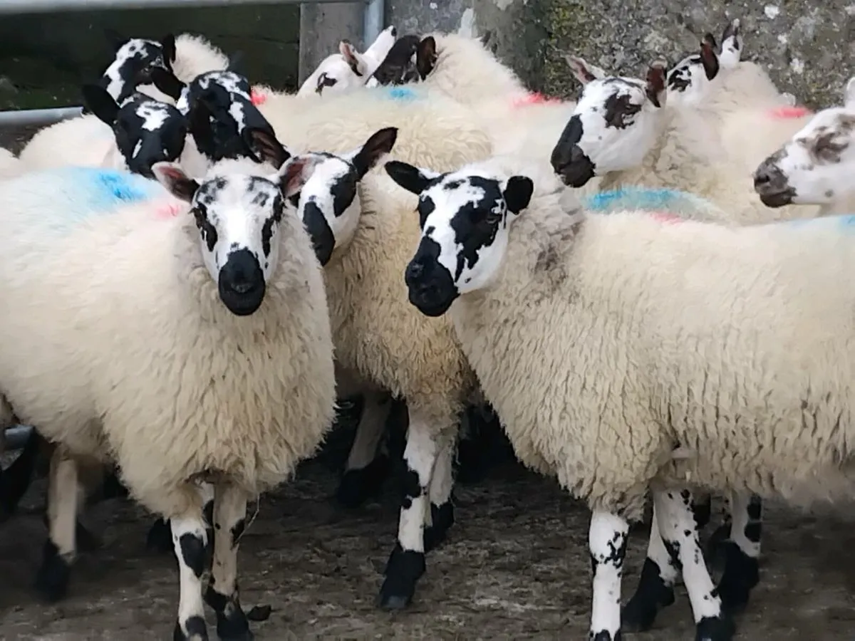 20 Super Ewe Lambs - Image 2