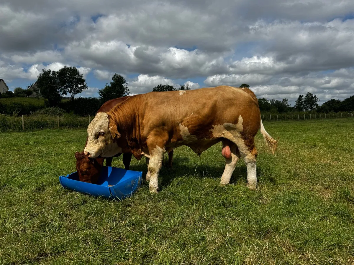Simmental bull for sale - Image 1