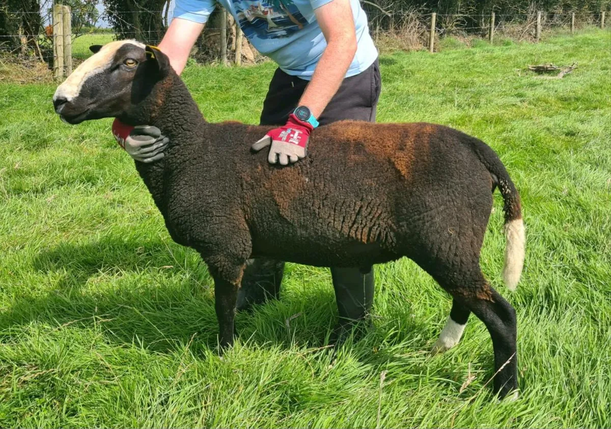 Zwartble Ram - Image 1
