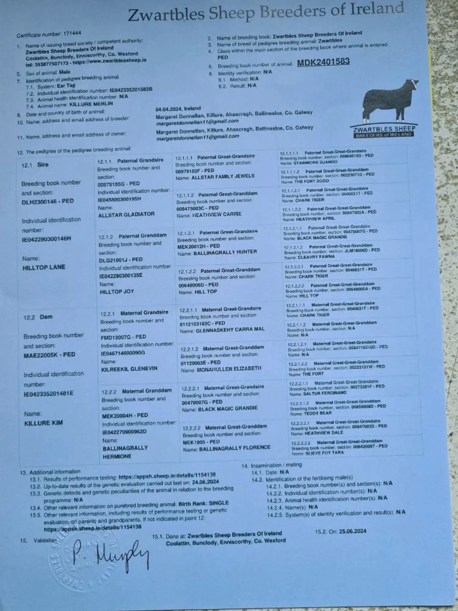 Zwartble Ram - Image 2