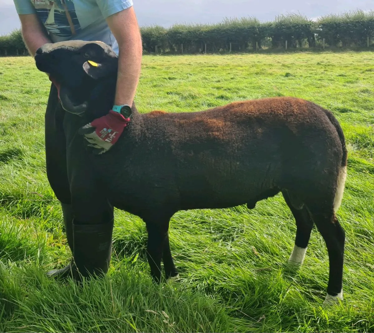 Zwartble Ram - Image 3