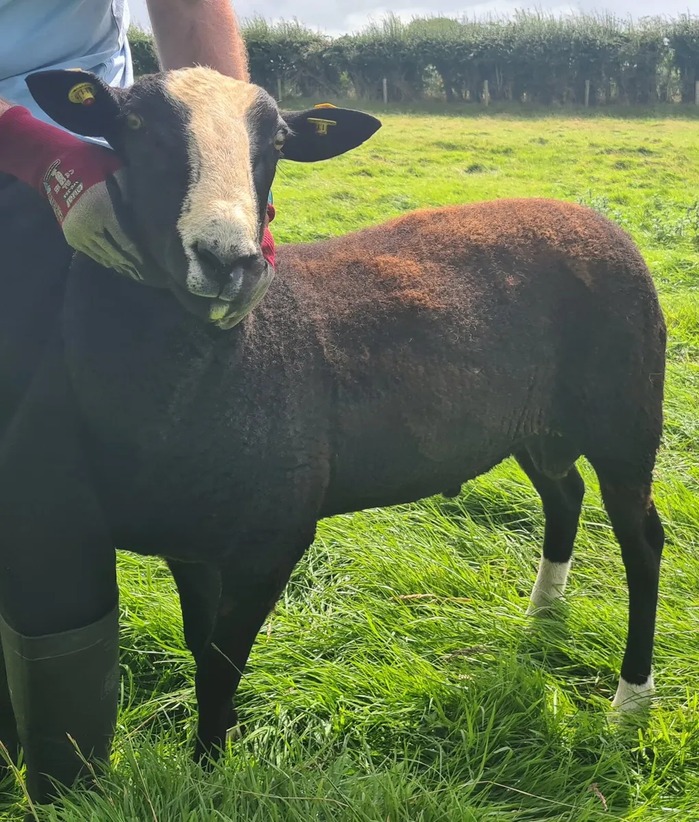 Zwartble Ram - Image 4